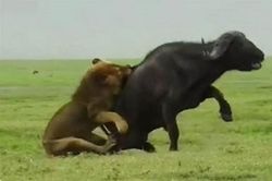 Sư tử đực phô diễn kỹ thuật săn mồi siêu đẳng