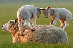 Top 10 khoảnh khắc cực kỳ đáng yêu về tình mẫu tử trong thế giới động vật