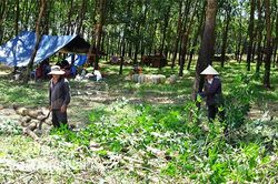 Bàn phương án thanh lý cây cao su