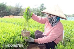 Nghề ươm tràm giống