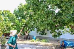 Chuỗi liên kết sản xuất xoài VietGAP: Cần trợ lực để phát triển