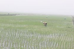 Chương Mỹ cơ bản cấy xong lúa Xuân