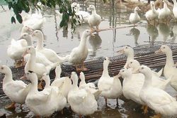 Phát hiện ổ dịch cúm gia cầm A/H5N6 đầu tiên tại Hải Phòng