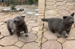 Chú chó bất ngờ trở thành hiện tượng mạng: Chân ngắn, mặt lại thái độ 'lồi lõm' nhưng ai cũng gọi là 'idol'