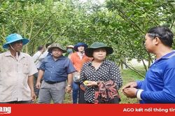 HĐND huyện Châu Thành: Khảo sát các mô hình chuyển đổi cơ cấu cây trồng