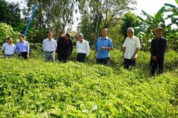 Đoàn công tác của Mặt trận Tổ quốc Việt Nam tỉnh thăm ruộng thuốc nam của Ban Trị sự Phật giáo Hòa hảo xã Long Khánh B