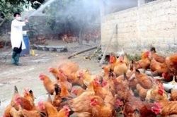 Xử lý nghiêm cá nhân không báo cáo, để dịch cúm gia cầm lan rộng