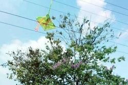 Gỡ diều trên đường dây điện, người phụ nữ tử vong thương tâm