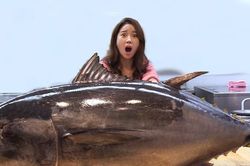 Ăn thử sashimi xẻ từ cá ngừ nặng 125 kg