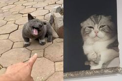 Chú chó tên Dúi và loạt thú cưng chiếm sóng mạng xã hội