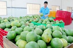 Doanh nghiệp Mỹ được xuất thịt, thủy sản, trái cây sang Việt Nam