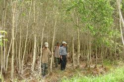 Bộ NN-PTNT kiểm tra phòng chống cháy rừng ở ĐBSCL