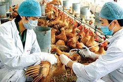 Kế hoạch ứng phó với các loại dịch trên động vật