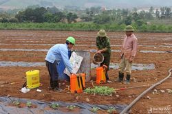 Nông dân Nghệ An thuê đất Thanh Hóa trồng dưa hấu thu nhập cao