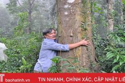 Một nông dân Hà Tĩnh sở hữu 22 ha rừng gỗ lim, dổi cỡ lớn