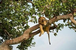 Bất ngờ trước khoảnh khắc sư tử 'ngủ nướng vắt vẻo' trên cây cao