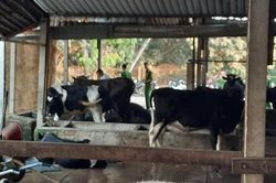 Vụ xả súng ở sòng bạc Củ Chi: Chủ con bò bị Tuấn 'khỉ' bắn chết đòi bồi thường 40 triệu