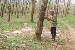 Cựu thanh niên xung phong Nguyễn Nam vượt khó làm giàu