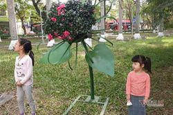 Hải Phòng đặt loạt cây sắt có lá mỏng, cao ngang cổ trẻ trong công viên