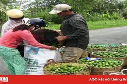 Dịch Covid-19 đẩy giá chanh ở miền Tây tăng nhanh