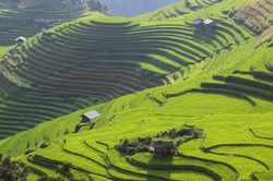 Mù Cang Chải là điểm đến 2020