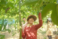 Mô hình chanh leo trồng thử nghiệm trên vùng gò đồi Triệu Thượng phát triển tốt