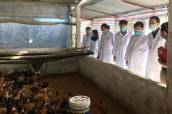 Kiểm tra công tác phòng, chống dịch cúm gia cầm
