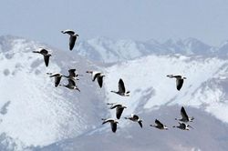 1001 thắc mắc: Loài ngỗng nào bay qua được đỉnh Everest?