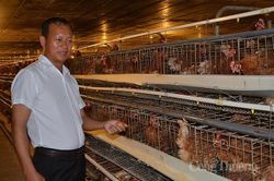 Người chăn nuôi hạn chế xuất chuồng, giá gà tăng cao
