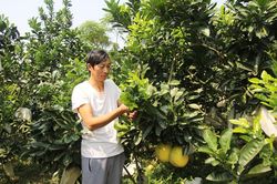 Hái quả ngọt trên quê hương mình
