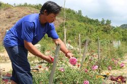 Đồi hồng trên đỉnh Trường Sơn