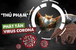 Động vật hoang dã - Nguồn bệnh từ rừng rậm