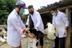 Nghệ An khống chế thành công ổ dịch cúm gia cầm A/H5N6 đầu tiên