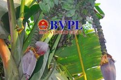 Kỳ lạ cây chuối 'voi' trổ cùng lúc 2 buồng
