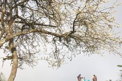 Mùa này hoa nở trắng rừng
