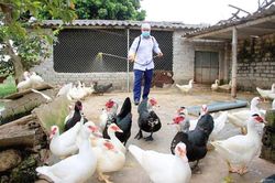 Ngăn nguy cơ bùng phát cúm gia cầm