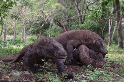 Ảnh động vật: Cuộc quyết chiến ác liệt giữa 4 con rồng komodo