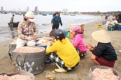 Trúng mùa ruốc biển, ngư dân Đà Nẵng kiếm tiền triệu mỗi ngày
