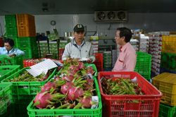 Vẫn có cơ hội gia tăng thị phần cho doanh nghiệp xuất khẩu rau quả sang Hoa Kỳ