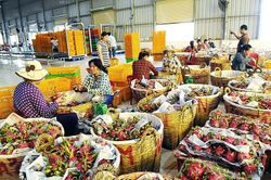 Xuất khẩu rau, quả sang Hoa Kỳ: Tiềm năng còn rất lớn
