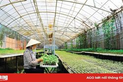 Ứng dụng hệ thống nhà lưới, nhà màng trong sản xuất nông nghiệp