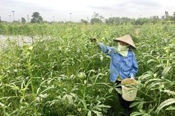 Đông Xuân chuyển dịch cơ cấu cây trồng