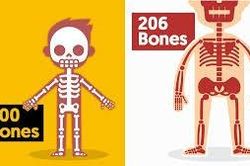1001 thắc mắc: Kỳ lạ vì sao em bé lắm xương hơn người lớn?