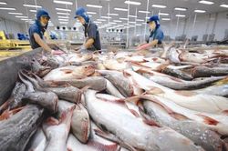 Còn nhiều con đường cho xuất khẩu cá tra trong dịch Covid - 19