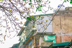 Tháng Ba Hà Nội nên thơ trong mùa cây trổ lá