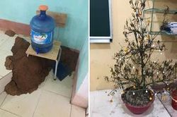 Cảnh hoang tàn của lớp học, phòng trọ sinh viên sau kỳ nghỉ dài vì dịch COVID-19: Ổ mối to đùng, cây héo, nồi cơm bốc mùi và hàng tá những nỗi khổ!