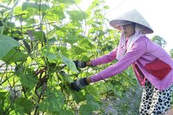 Hải Ba về đích nông thôn mới