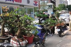 Độc đáo chợ hoa, cây cảnh họp theo phiên