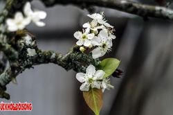 Lê rừng phủ trắng Thủ đô