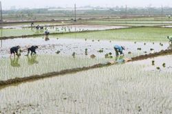 Nguy cơ thiếu nước tưới dưỡng lúa Xuân